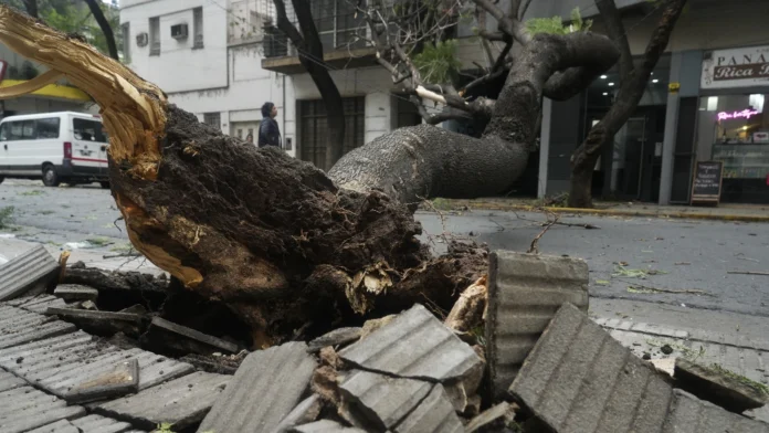 temporal-rosario-42-milimetros-granizo Árbol caído y ramas sobre la vereda tras el temporal con granizo que afectó a Rosario
